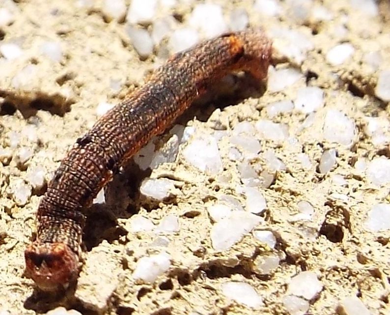 Larve di lepidotteri australiani